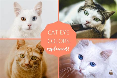 cat eyes meaning pictures|The Meaning of Cat Eyes, Explained: How To Read A Cat’s Eyes .